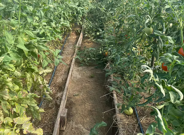 two rows of tomatoes growing in a high tunnel