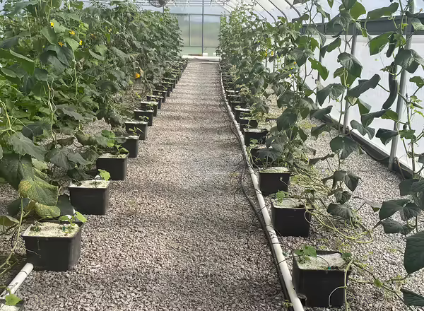 two rows of cucumber vines growing in buckets inside a greenhouse