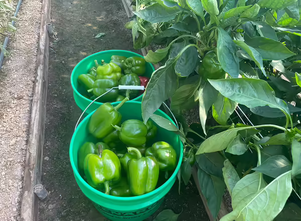 two buckets full of bell peppers in a row next to pepper plants