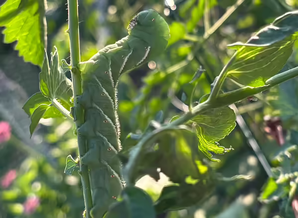 large green tobacco hornworm attached to a tomato stem