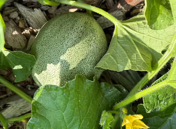 melon growing on a vine