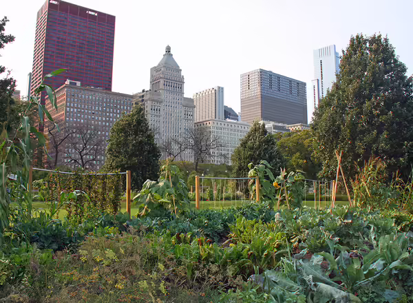 View of a city garden filled with growing plants amongst Chicago skyline