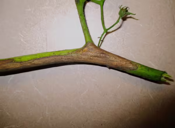 Tomato branch with early blight infection