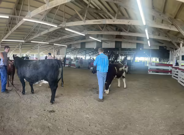 4-H show