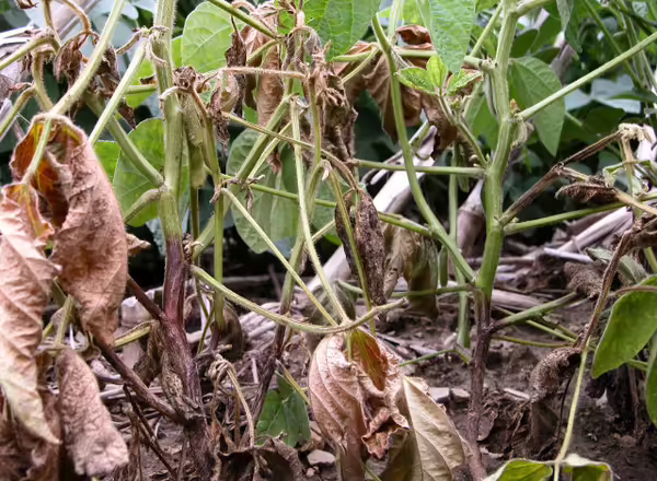 A soybean plant infected with Phytophthora Root and Stem Rot. 