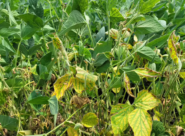 A soybean plant infected with Red Crown Rot. 