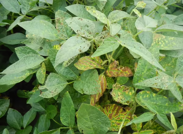 A soybean plant infected with Sudden Death Syndrome. 