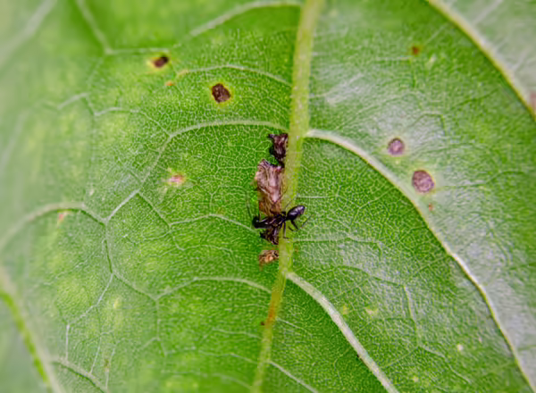 ant waiting for a keeled treehopper to produce honeydew