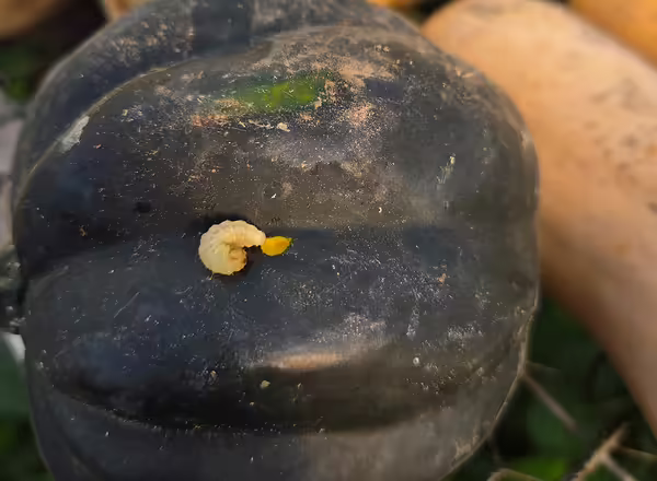 dark green acorn squash with cream colored caterpillar on outside