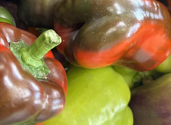many colors of bell peppers in a pile