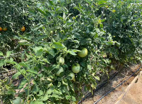 Tomato plants with green fruit growing inside a high tunnel