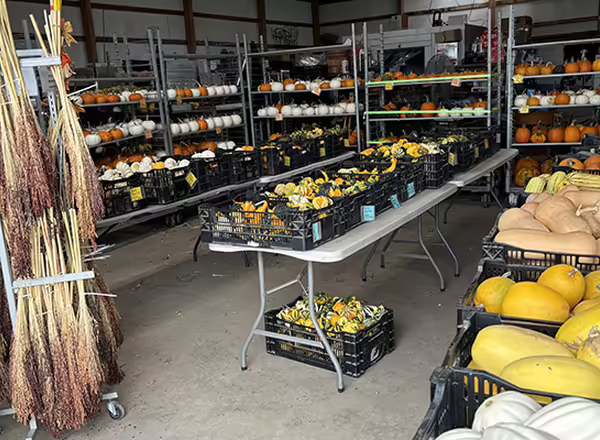 lots of fall crops like winter squash broom corn and more stored in the troyer family gardens pack shed