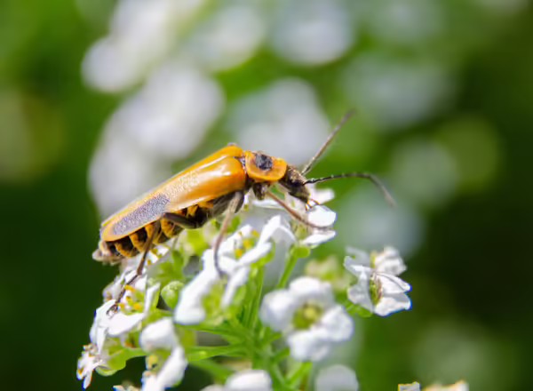 Goldenrod soldier beetle visiting flower
