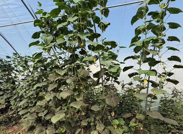 new growth on the top of cucumber vines with damaged leaves on the old growth