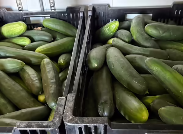 group of cucumbers in black bins