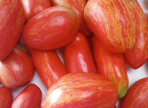 roma paste tomatoes laying in a pile