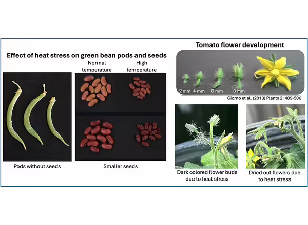 a grouping of different pictures comparing seed and flower production under normal and high heat conditions