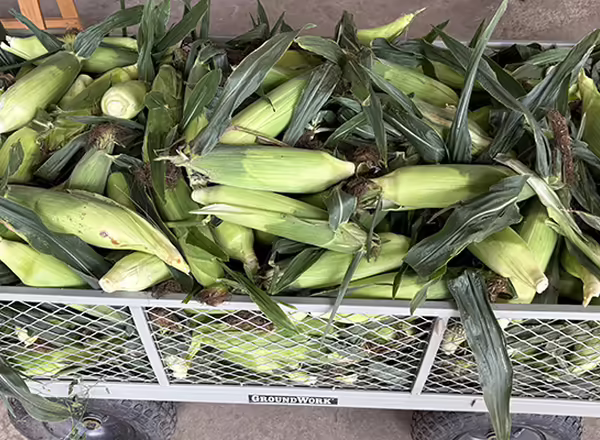 lots of sweet corn in a cart for selling