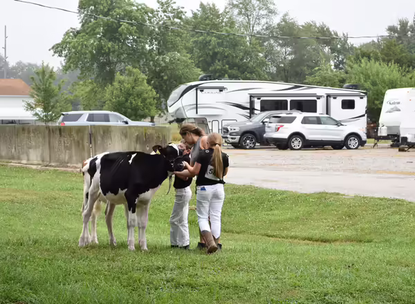youth waiting to show dairy cow at the fair