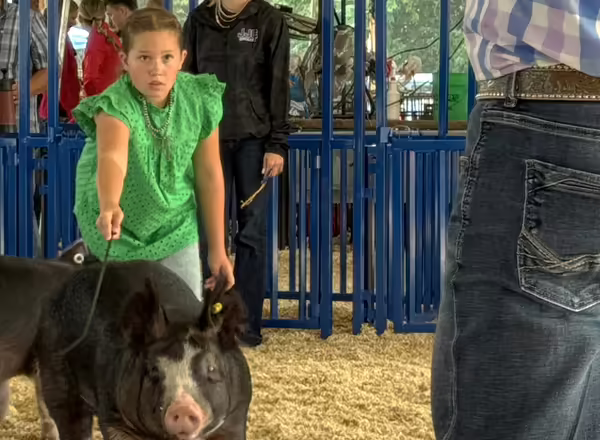 girl in green steers her black and white pig toward the judge