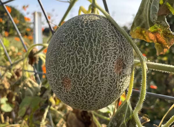 close up of cantaloupe fruit hanging on vine