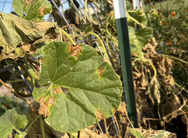 green melon leaves with tan and brown splotches