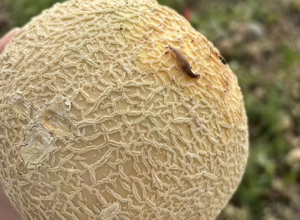 whole cantaloupe melon with a tan slug on its rind