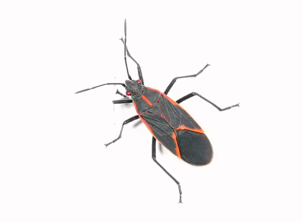 Boxelder bug