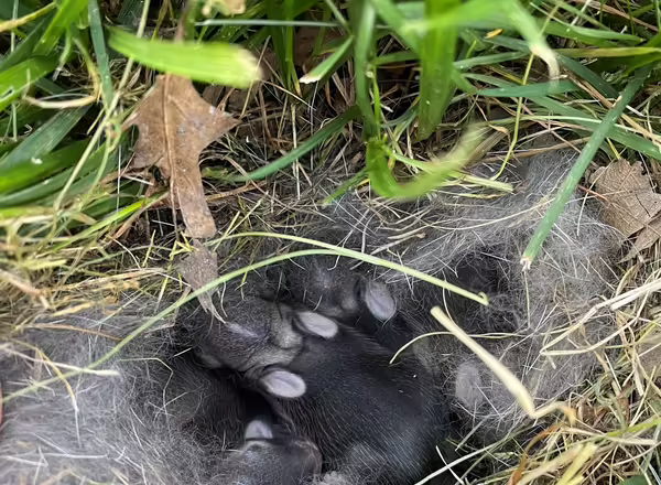 young rabbit kits in grassy nest