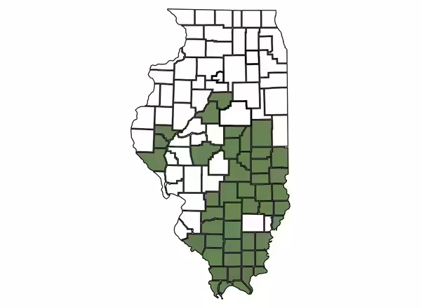 A map of Illinois counties. Counties participating in Hunters Feeding Illinois are green and are listed on the website