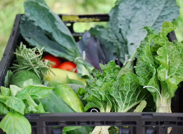 crate of vegetables harvested from Eden Place farms
