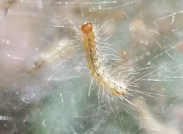 Red-headed race of fall webworm