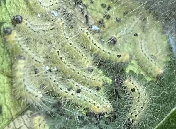 black-headed race of fall webworms