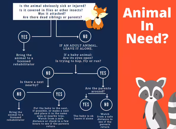 illustration showing the questions to ask when finding animal in need