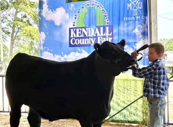 boy in plaid shirt showing black steer