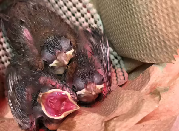 baby cardinals in bag