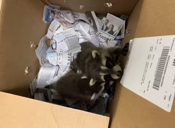 raccoon kits in box for transport