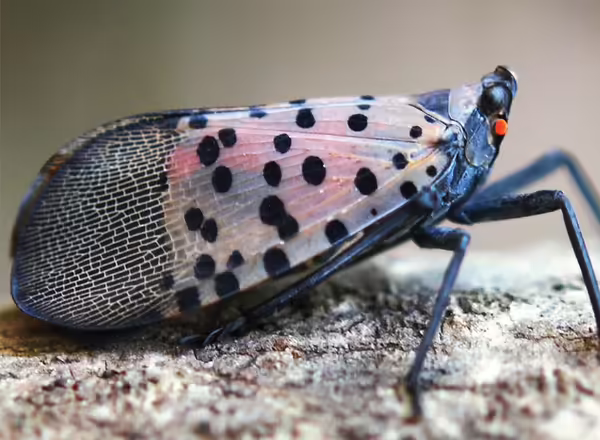 spotted lanternfly adult (Lycorma delicatula)