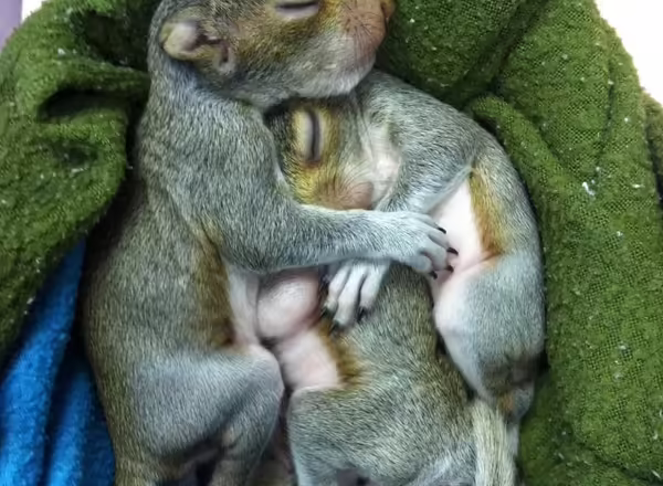 two young squirrels laying in blanket