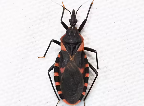 Bloodsucking conenose kissing bug