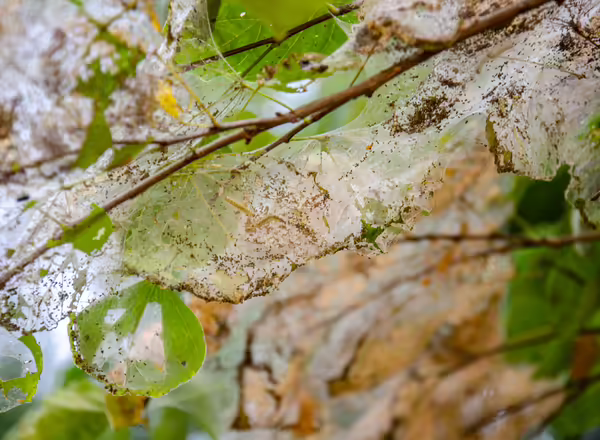 Fall webworm caterpillars inside of webbing