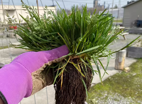 gloved hand holding annual bluegrass clump with roots