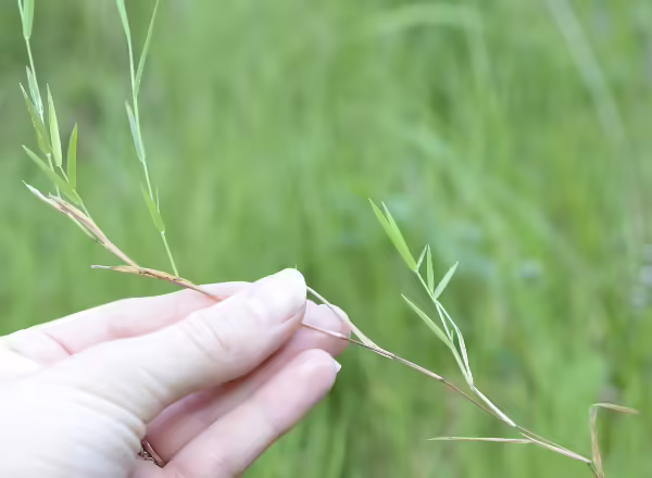 hand holding horizontal stems of nimblewill