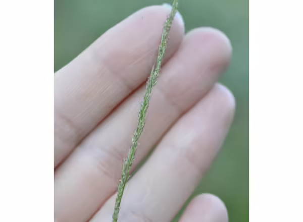 hand holding grass inflorescence
