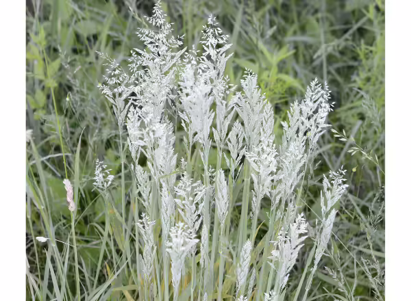 clump of silvery grass