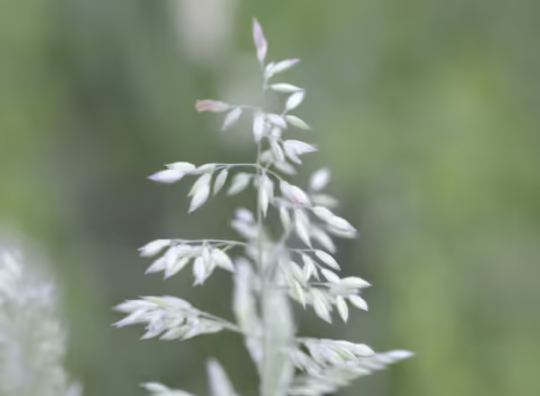 panicle of velvetgrass