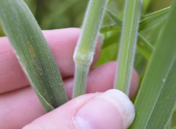 hand holding grass covered in fine white hairs