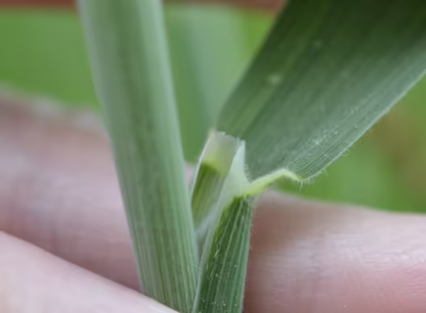 hand holding leaf blade back from stem to show ligule