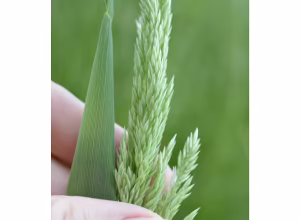 hand holding leaf blade and grass inflorescence