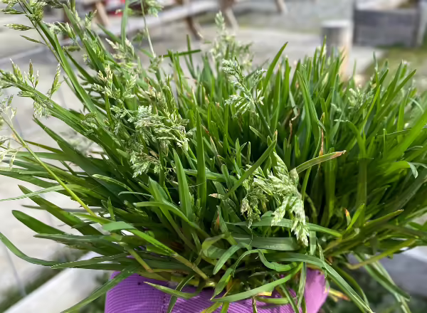 clump of grass